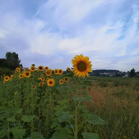 Haus Am Roesberg Bornheim (Rheinland)