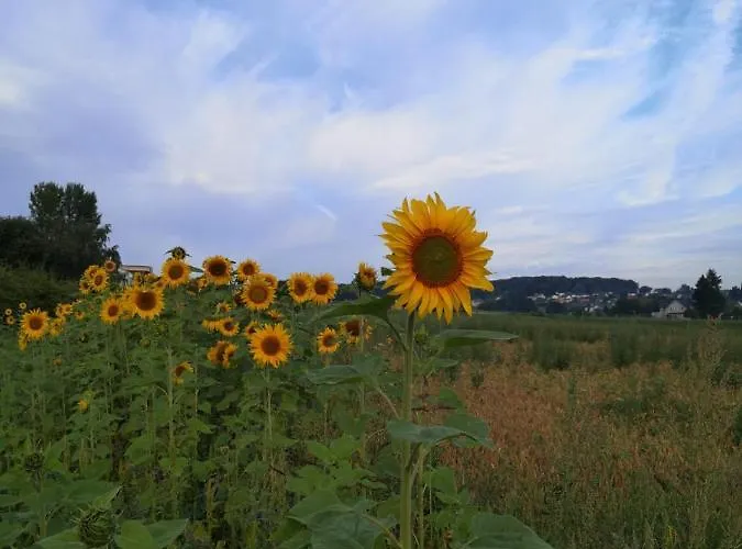 Haus Am Roesberg 博恩海姆